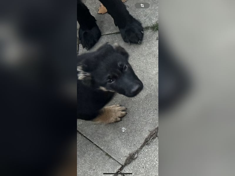 Schäferhund Welpen