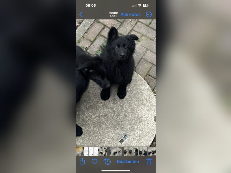 Schäferhund Welpen