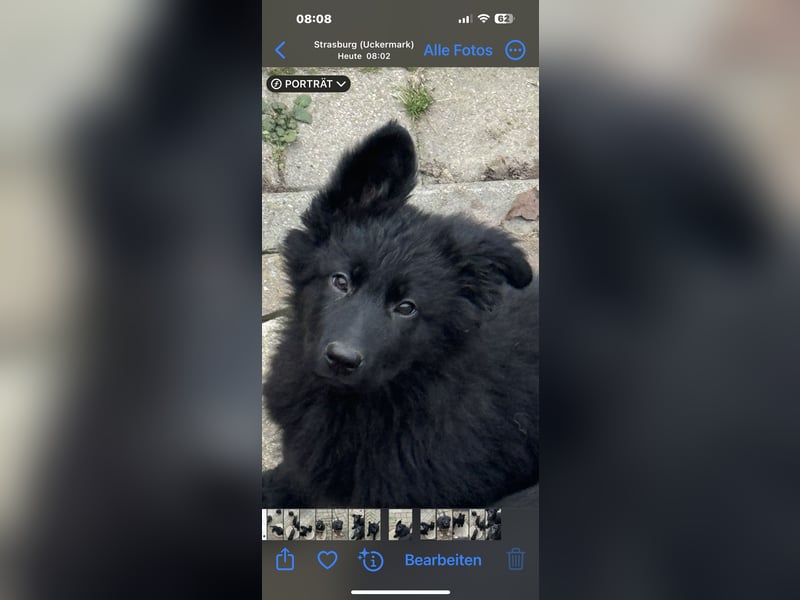Schäferhund Welpen