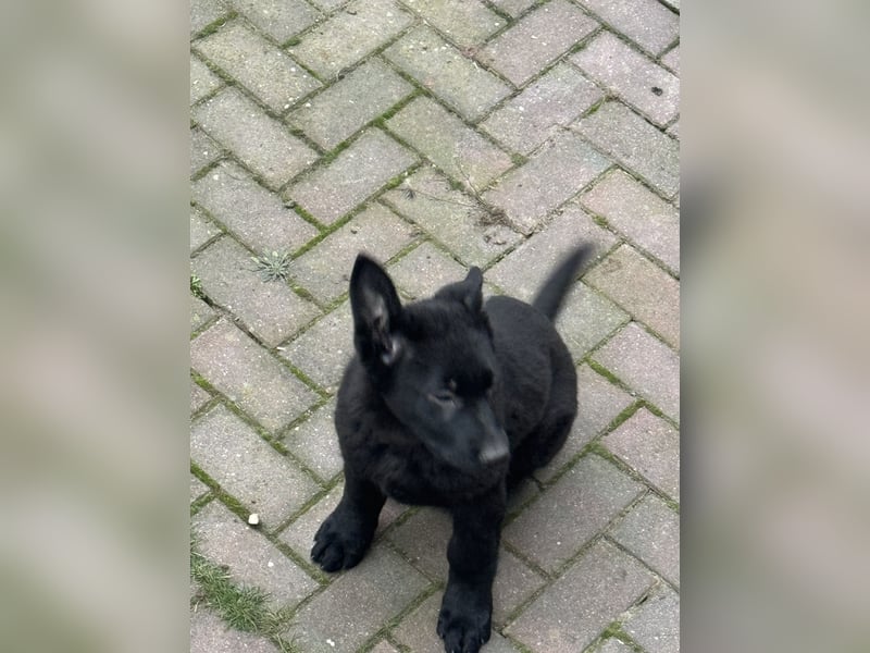 Schäferhund Welpen