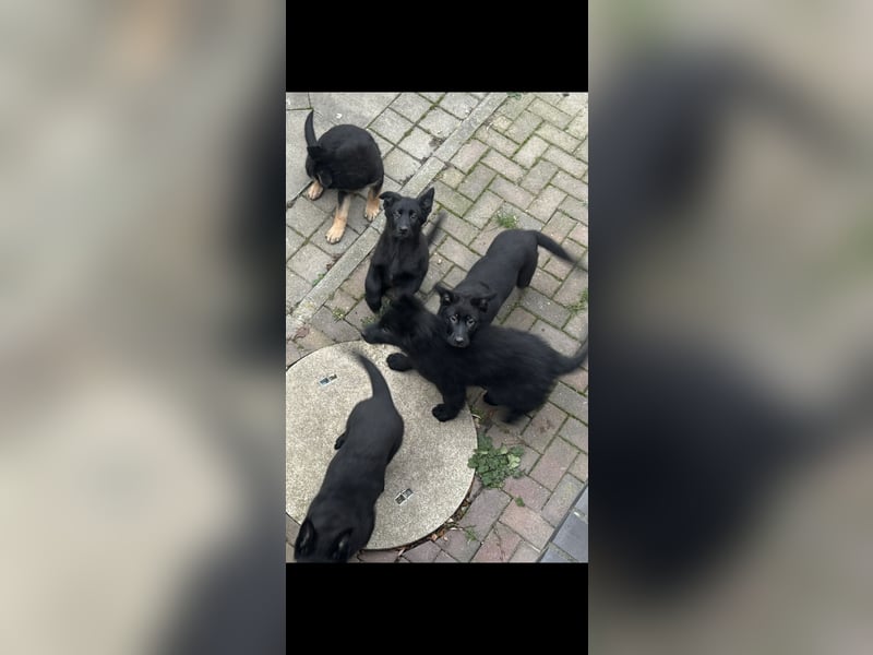 Schäferhund Welpen
