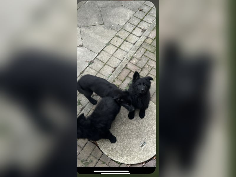 Schäferhund Welpen