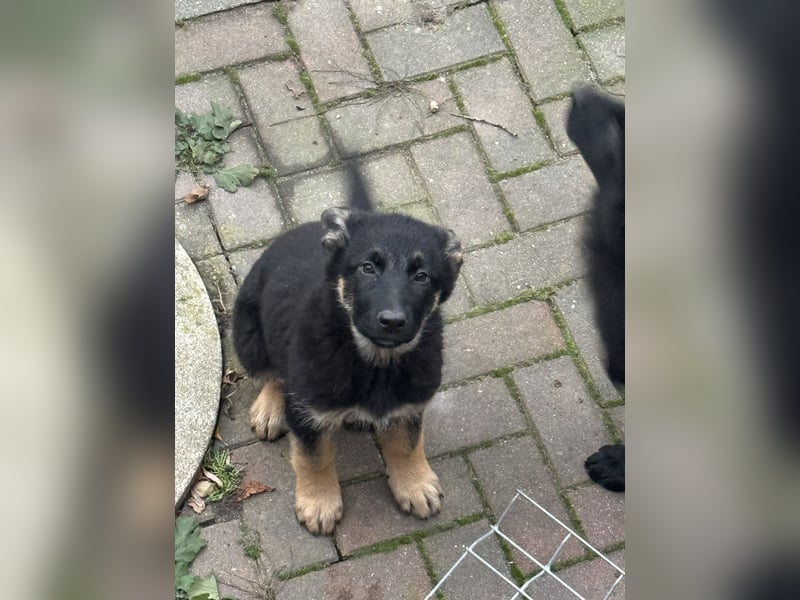 Schäferhund Welpen