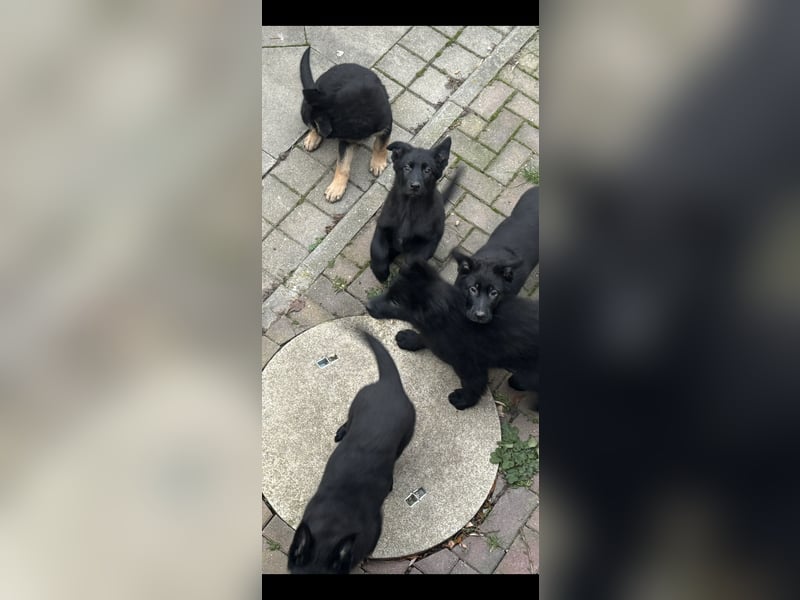 Schäferhund Welpen