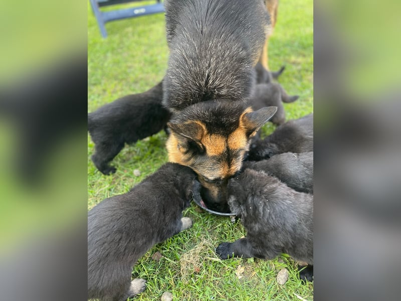 Schäferhund Welpen