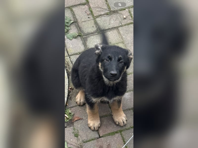 Schäferhund Welpen
