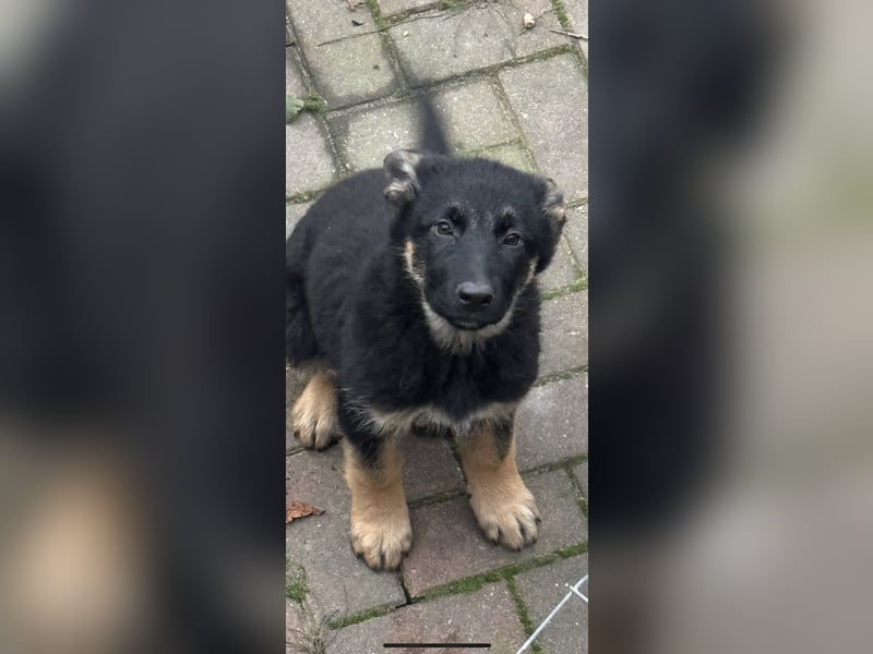 Schäferhund Welpen