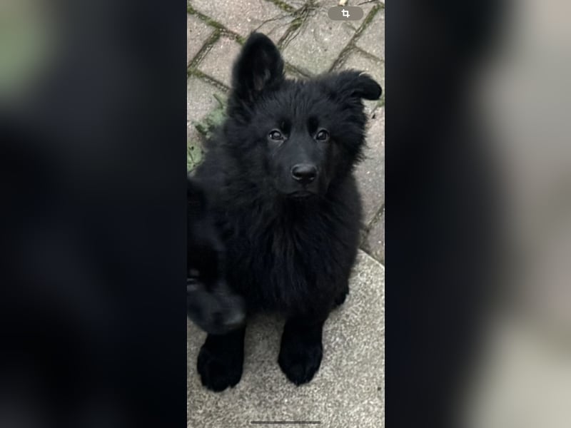 Schäferhund Welpen