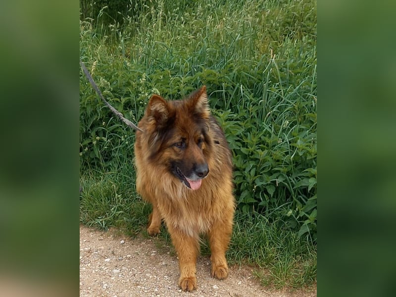 Sehr liebe und gut verträgliche Langhaar Schäferhündin WENUS. Ca. 2019 geboren. Sehr menschenbezogen