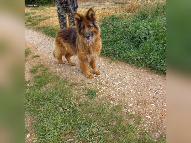 Sehr liebe und gut verträgliche Langhaar Schäferhündin WENUS. Ca. 2019 geboren. Sehr menschenbezogen