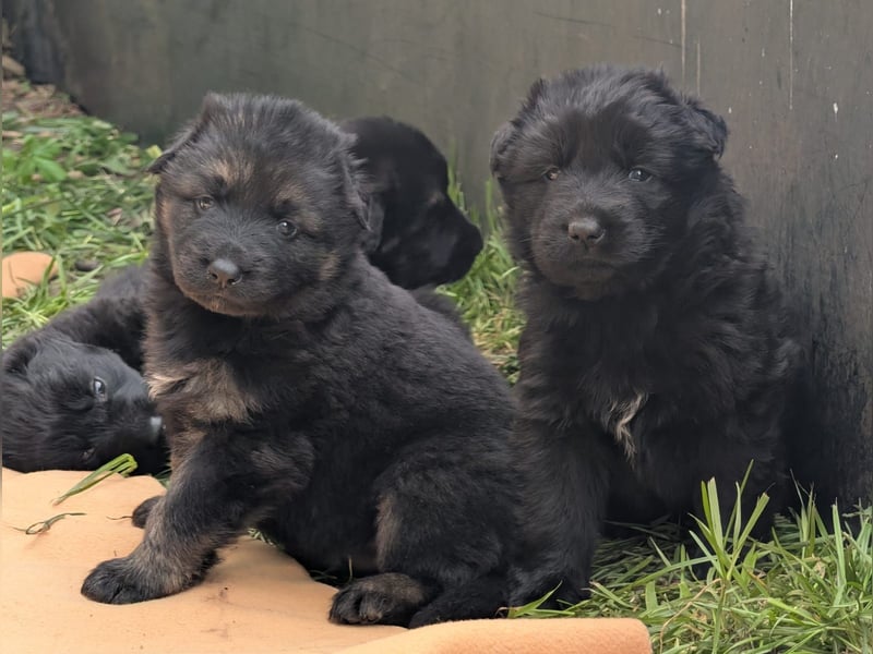 Altdeutsche Schäferhunde Welpen
