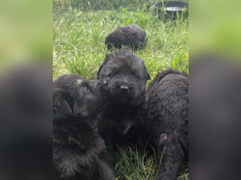 Altdeutsche Schäferhunde Welpen