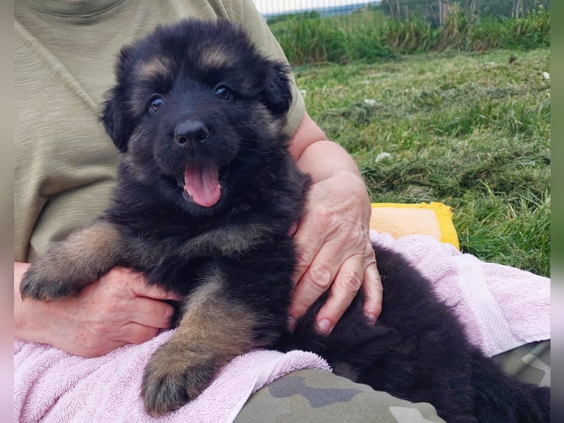 Altdeutsche Schäferhunde Welpen