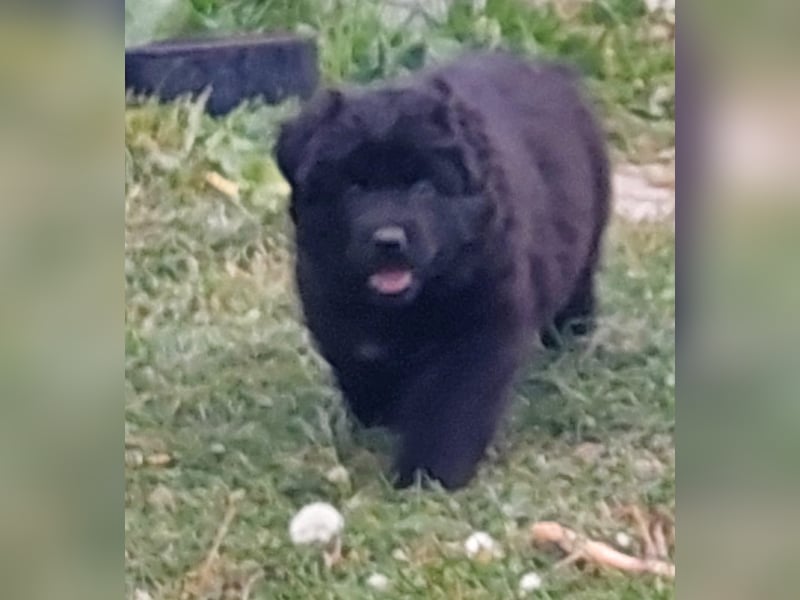 Altdeutsche Schäferhunde Welpen