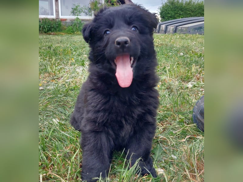 Altdeutsche Schäferhunde Welpen