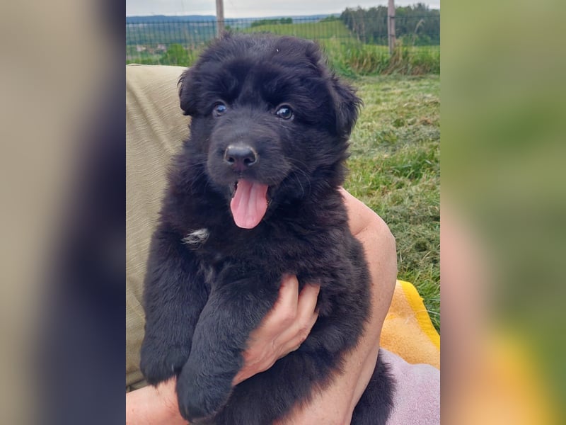 Altdeutsche Schäferhunde Welpen