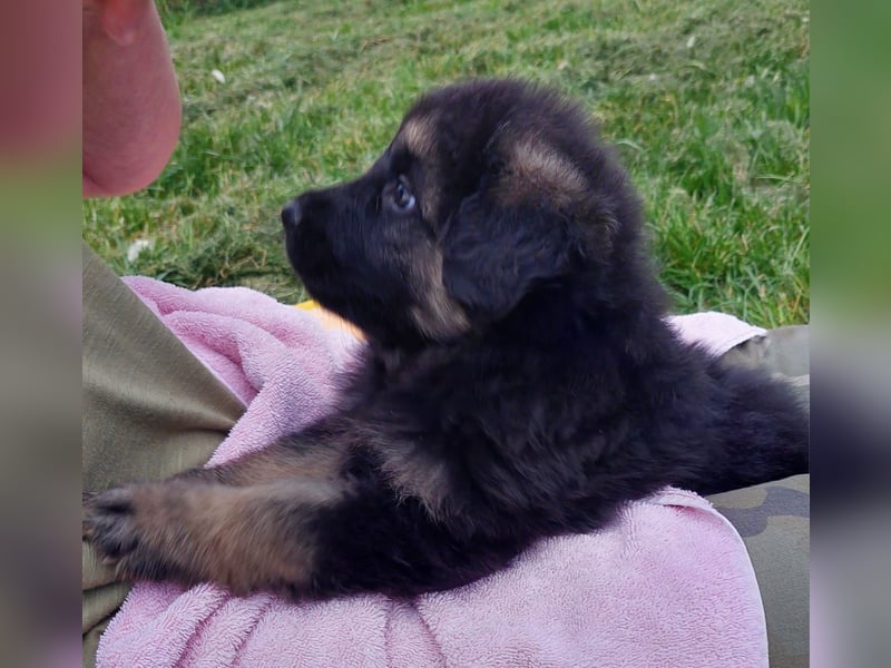 Altdeutsche Schäferhunde Welpen
