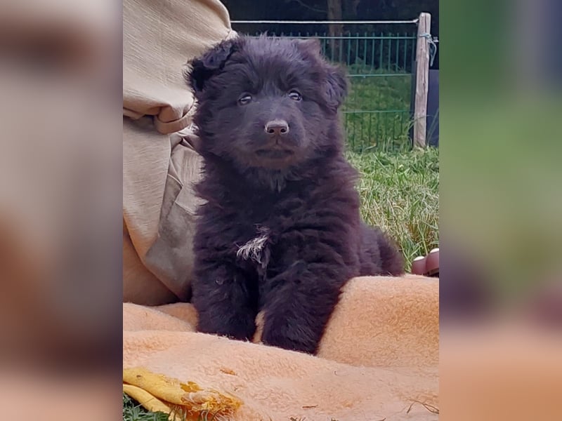 Altdeutsche Schäferhunde Welpen