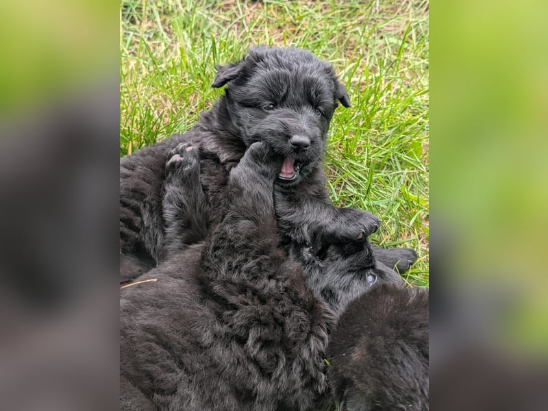 Altdeutsche Schäferhunde Welpen