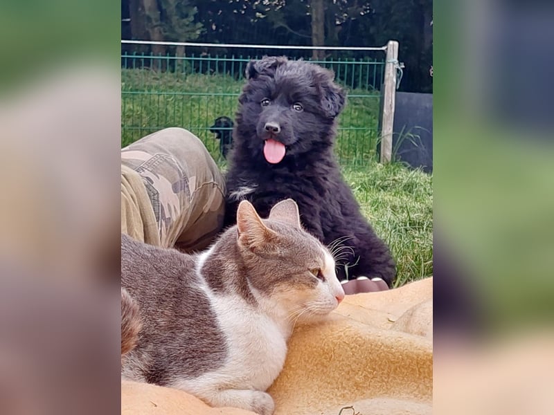 Altdeutsche Schäferhunde Welpen