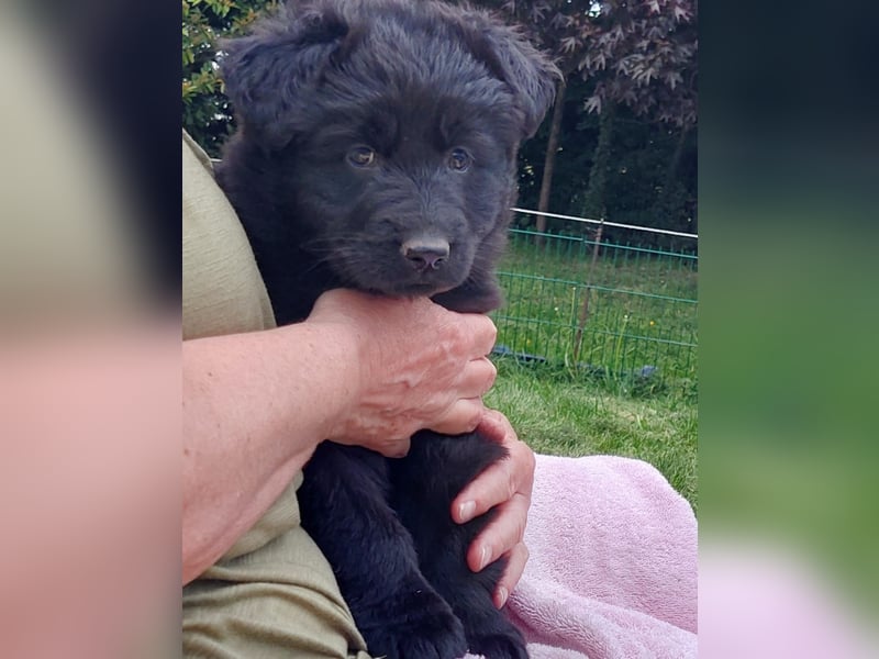 Altdeutsche Schäferhunde Welpen