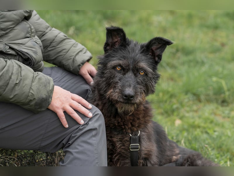 Lotte, zauberhafte Dame sucht ihren Menschen