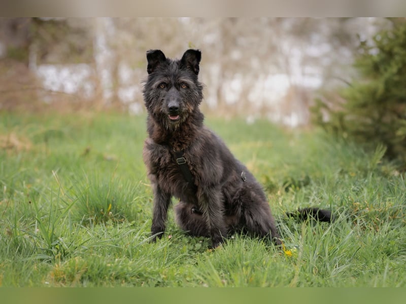 Lotte, zauberhafte Dame sucht ihren Menschen