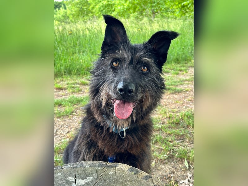Lotte, zauberhafte Dame sucht ihren Menschen