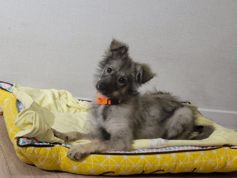 Schüchterne Suki sucht Menschen mit Hundeverstand