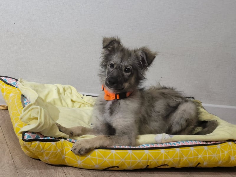 Schüchterne Suki sucht Menschen mit Hundeverstand