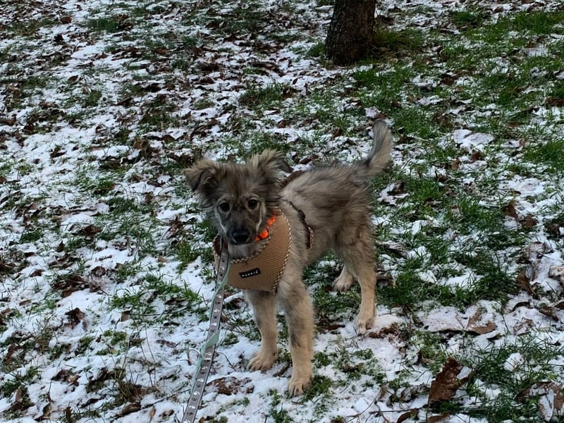 Schüchterne Suki sucht Menschen mit Hundeverstand