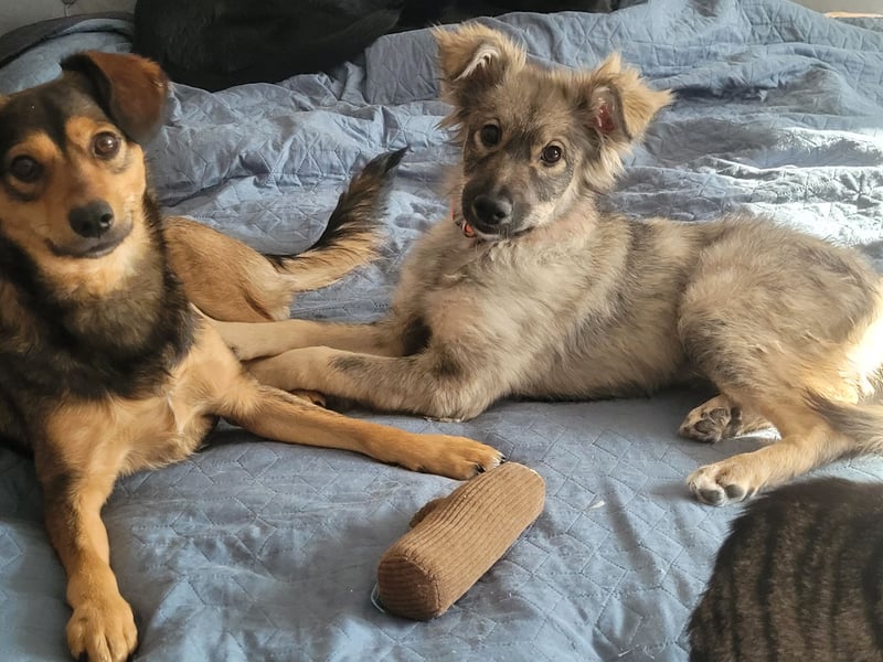 Schüchterne Suki sucht Menschen mit Hundeverstand