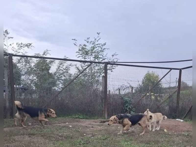 Vico sucht ruhiges Zuhause
