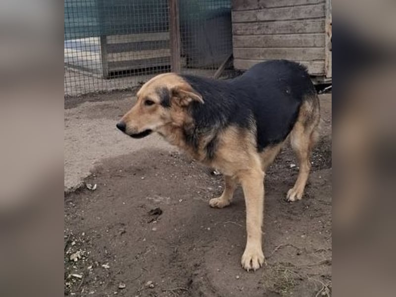 Vico sucht ruhiges Zuhause