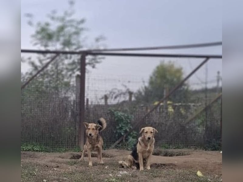 Vico sucht ruhiges Zuhause