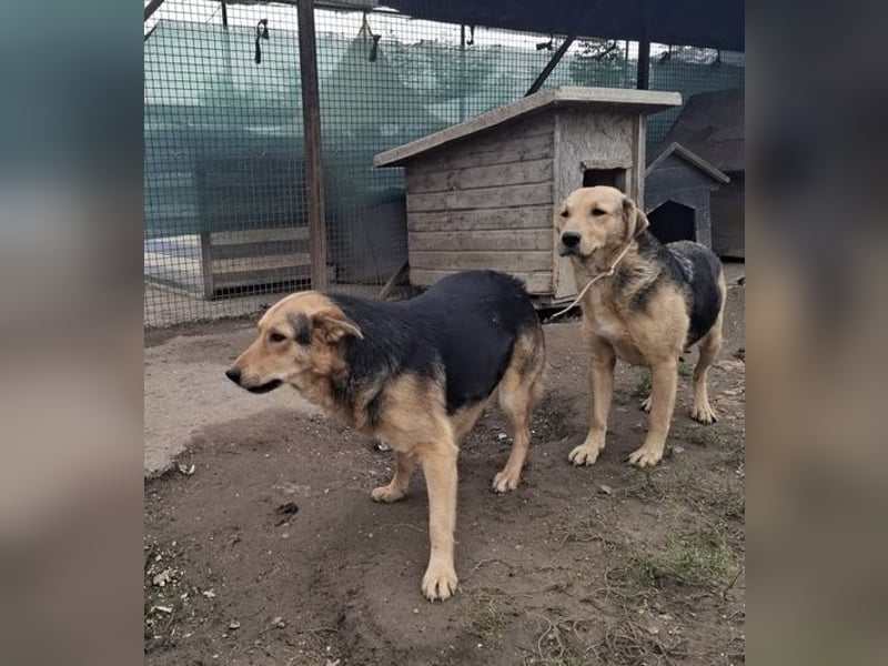 Vico sucht ruhiges Zuhause