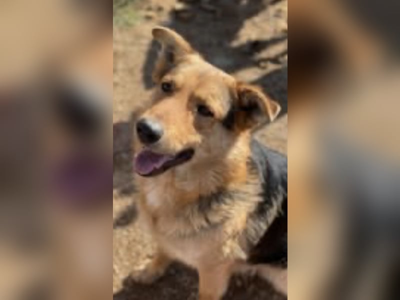 Vico sucht ruhiges Zuhause