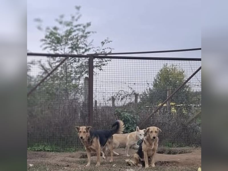 Vico sucht ruhiges Zuhause