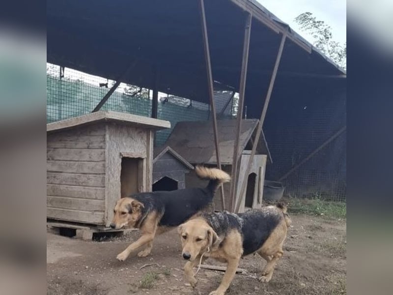Vico sucht ruhiges Zuhause