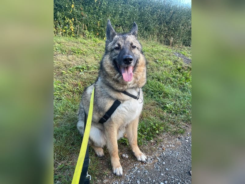 Miron - Energiebündel mit Hundeblick