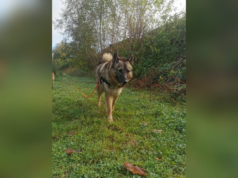 Miron - Energiebündel mit Hundeblick