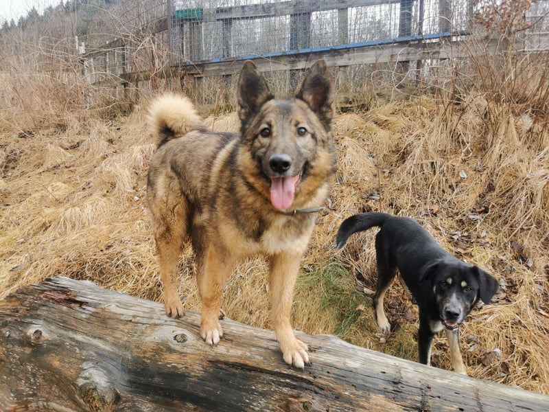 Miron - Energiebündel mit Hundeblick