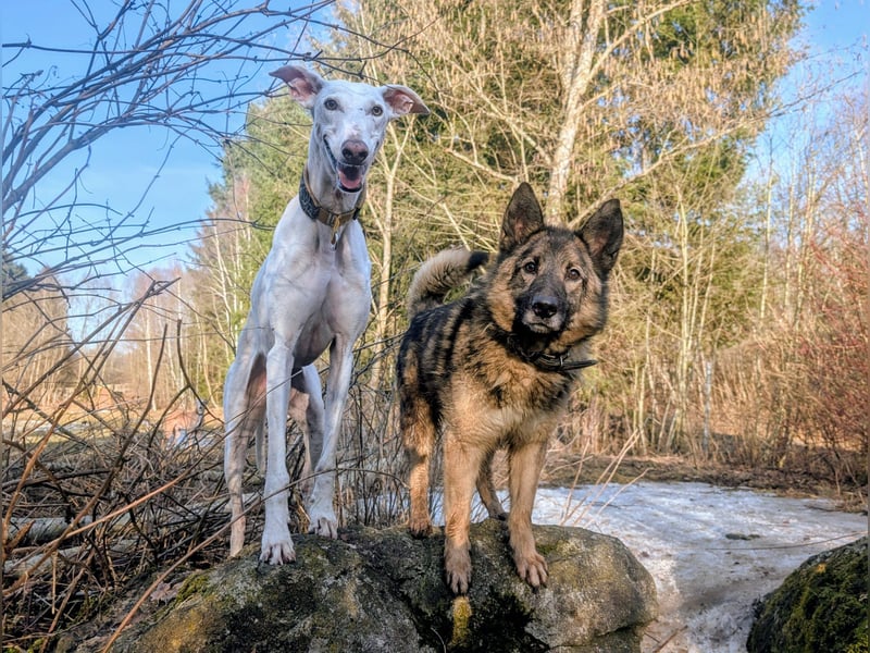Miron - Energiebündel mit Hundeblick