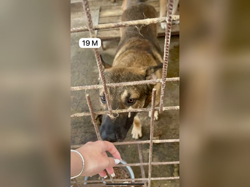 update Fotos - Notfall - Dieser liebe Schäferhundmix braucht dringend ein Zuhause