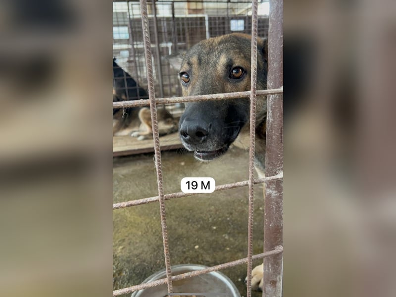 update Fotos - Notfall - Dieser liebe Schäferhundmix braucht dringend ein Zuhause