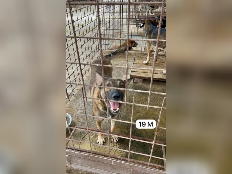 update Fotos - Notfall - Dieser liebe Schäferhundmix braucht dringend ein Zuhause