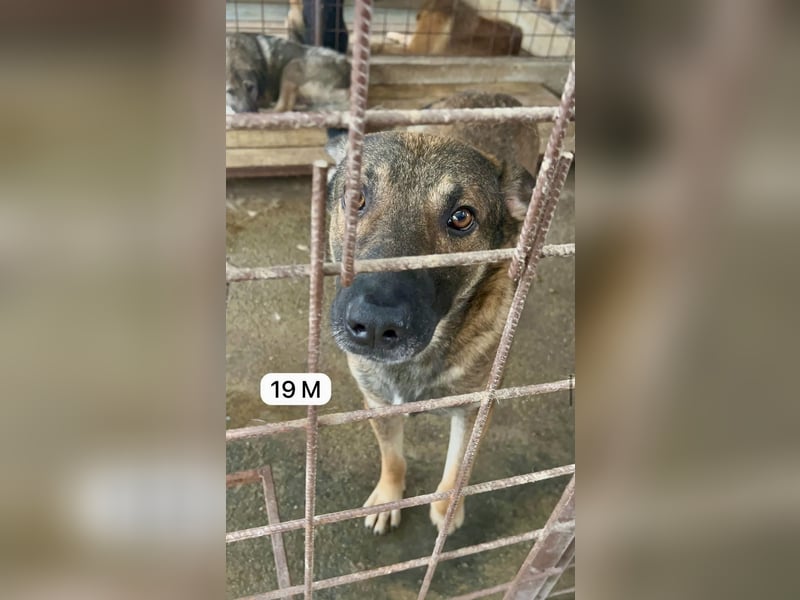 update Fotos - Notfall - Dieser liebe Schäferhundmix braucht dringend ein Zuhause