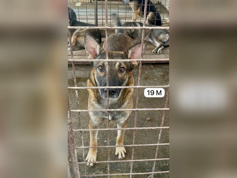 update Fotos - Notfall - Dieser liebe Schäferhundmix braucht dringend ein Zuhause