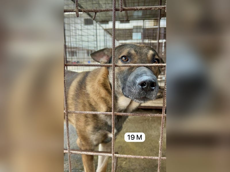 update Fotos - Notfall - Dieser liebe Schäferhundmix braucht dringend ein Zuhause