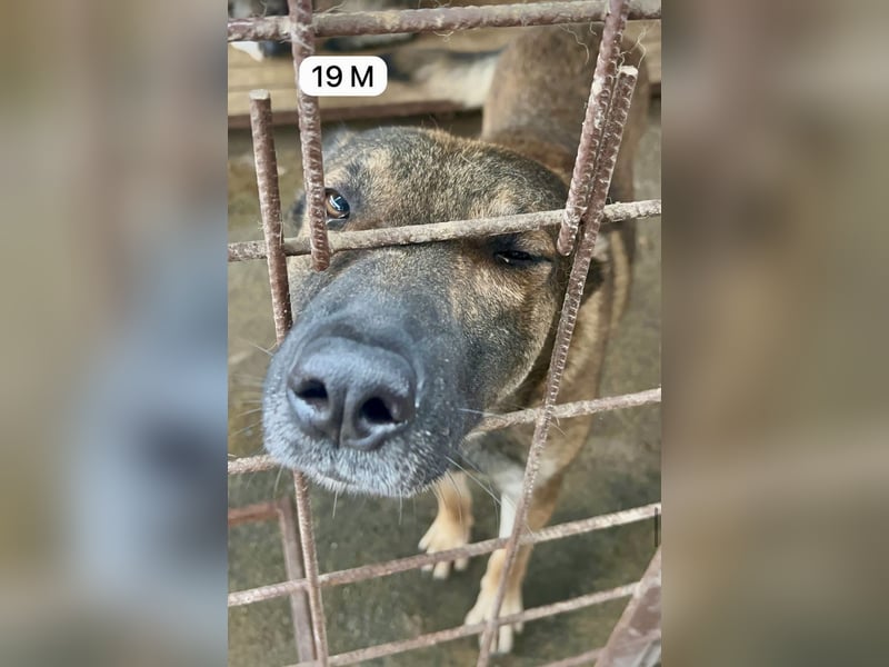 update Fotos - Notfall - Dieser liebe Schäferhundmix braucht dringend ein Zuhause